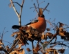Filename=135_fotowilga~20.JPG
Filesize=113KB
Dimensions=611x480
Date added=Dec 16, 2015 135_fotowilga~20.JPG
