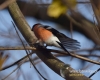 Filename=135_fotowilga~31.JPG
Filesize=76KB
Dimensions=600x480
Date added=Nov 25, 2016 135_fotowilga~31.JPG