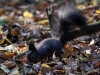Filename=135_fotowilga~46.JPG
Filesize=300KB
Dimensions=700x525
Date added=Nov 28, 2017 135_fotowilga~46.JPG