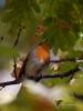 Filename=135_fotowilga~57.JPG
Filesize=242KB
Dimensions=525x700
Date added=Jan 24, 2019 135_fotowilga~57.JPG