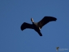 Filename=136_fotowilga~27.JPG
Filesize=160KB
Dimensions=700x525
Date added=Jan 22, 2019 136_fotowilga~27.JPG