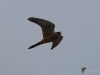 Filename=136_fotowilga~45.JPG
Filesize=181KB
Dimensions=700x525
Date added=Oct 08, 2017 136_fotowilga~45.JPG