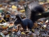 Filename=136_fotowilga~50.JPG
Filesize=302KB
Dimensions=700x525
Date added=Dec 28, 2017 136_fotowilga~50.JPG