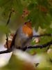 Filename=136_fotowilga~61.JPG
Filesize=245KB
Dimensions=525x700
Date added=Feb 11, 2019 136_fotowilga~61.JPG