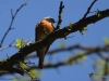 Filename=136_fotowilga~62.JPG
Filesize=230KB
Dimensions=700x525
Date added=Mar 02, 2019 136_fotowilga~62.JPG