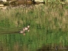 Filename=136_fotowilga~65.JPG
Filesize=359KB
Dimensions=700x525
Date added=Dec 01, 2019 136_fotowilga~65.JPG