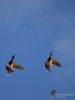 Filename=137_fotowilga~54.JPG
Filesize=153KB
Dimensions=525x700
Date added=Jan 17, 2018 137_fotowilga~54.JPG