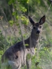 Filename=137_fotowilga~58.JPG
Filesize=293KB
Dimensions=525x700
Date added=May 12, 2018 137_fotowilga~58.JPG