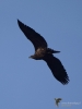 Filename=137_fotowilga~60.JPG
Filesize=199KB
Dimensions=525x700
Date added=Jan 03, 2019 137_fotowilga~60.JPG