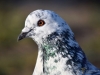 Filename=137_fotowilga~67.JPG
Filesize=258KB
Dimensions=700x525
Date added=May 15, 2019 137_fotowilga~67.JPG