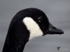 Filename=137_fotowilga~68.JPG
Filesize=183KB
Dimensions=700x525
Date added=May 16, 2019 137_fotowilga~68.JPG