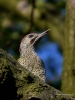 Filename=137_fotowilga~69.JPG
Filesize=265KB
Dimensions=525x700
Date added=Jul 01, 2019 137_fotowilga~69.JPG