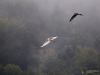 Filename=137_fotowilga~70.JPG
Filesize=191KB
Dimensions=700x525
Date added=Nov 27, 2019 137_fotowilga~70.JPG