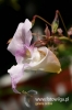 Filename=138_fotowilga~0.JPG
Filesize=75KB
Dimensions=360x540
Date added=Oct 11, 2012 138_fotowilga~0.JPG