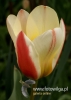 Filename=138_fotowilga~27.JPG
Filesize=59KB
Dimensions=343x480
Date added=May 15, 2016 138_fotowilga~27.JPG