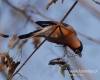 Filename=138_fotowilga~35.JPG
Filesize=68KB
Dimensions=600x480
Date added=Dec 05, 2016 138_fotowilga~35.JPG