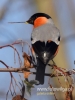 Filename=138_fotowilga~36.JPG
Filesize=55KB
Dimensions=360x480
Date added=Dec 10, 2016 138_fotowilga~36.JPG