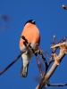 Filename=138_fotowilga~51.JPG
Filesize=238KB
Dimensions=525x700
Date added=Feb 27, 2018 138_fotowilga~51.JPG