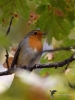 Filename=138_fotowilga~55.JPG
Filesize=253KB
Dimensions=525x700
Date added=Nov 08, 2018 138_fotowilga~55.JPG