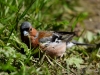 Filename=138_fotowilga~57.JPG
Filesize=299KB
Dimensions=700x525
Date added=Jan 05, 2019 138_fotowilga~57.JPG