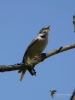 Filename=138_fotowilga~60.JPG
Filesize=184KB
Dimensions=525x700
Date added=Feb 27, 2019 138_fotowilga~60.JPG