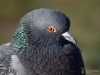 Filename=138_fotowilga~61.JPG
Filesize=263KB
Dimensions=700x525
Date added=May 15, 2019 138_fotowilga~61.JPG