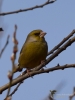 Filename=138_fotowilga~63.JPG
Filesize=204KB
Dimensions=525x700
Date added=Jul 21, 2019 138_fotowilga~63.JPG