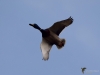 Filename=138_fotowilga~64.JPG
Filesize=193KB
Dimensions=700x525
Date added=Oct 17, 2019 138_fotowilga~64.JPG