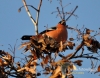 Filename=139_fotowilga~17.JPG
Filesize=118KB
Dimensions=611x480
Date added=Dec 16, 2015 139_fotowilga~17.JPG