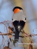 Filename=139_fotowilga~31.JPG
Filesize=54KB
Dimensions=360x480
Date added=Dec 15, 2016 139_fotowilga~31.JPG