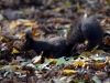 Filename=139_fotowilga~44.JPG
Filesize=298KB
Dimensions=700x525
Date added=Jan 16, 2018 139_fotowilga~44.JPG