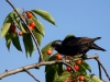 Filename=139_fotowilga~61.JPG
Filesize=292KB
Dimensions=700x525
Date added=Jun 17, 2019 139_fotowilga~61.JPG