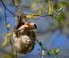 Filename=140_fotowilga~34.JPG
Filesize=302KB
Dimensions=700x593
Date added=Apr 18, 2017 140_fotowilga~34.JPG