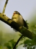 140_fotowilga~41.JPG