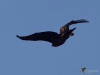 Filename=140_fotowilga~52.JPG
Filesize=179KB
Dimensions=700x525
Date added=Jan 03, 2019 140_fotowilga~52.JPG