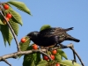 Filename=140_fotowilga~54.JPG
Filesize=291KB
Dimensions=700x525
Date added=Jun 19, 2019 140_fotowilga~54.JPG