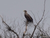 Filename=140_fotowilga~58.JPG
Filesize=240KB
Dimensions=700x525
Date added=May 31, 2019 140_fotowilga~58.JPG