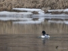 Filename=141_fotowilga~11.JPG
Filesize=261KB
Dimensions=700x525
Date added=Mar 11, 2019 141_fotowilga~11.JPG