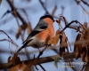 Filename=141_fotowilga~33.JPG
Filesize=82KB
Dimensions=600x480
Date added=Dec 05, 2016 141_fotowilga~33.JPG