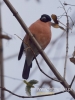 Filename=141_fotowilga~35.JPG
Filesize=53KB
Dimensions=360x480
Date added=Dec 19, 2016 141_fotowilga~35.JPG
