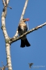 Filename=141_fotowilga~42.JPG
Filesize=203KB
Dimensions=466x700
Date added=Jun 14, 2017 141_fotowilga~42.JPG