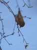 Filename=141_fotowilga~45.JPG
Filesize=196KB
Dimensions=525x700
Date added=Feb 07, 2018 141_fotowilga~45.JPG