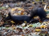 Filename=141_fotowilga~46.JPG
Filesize=310KB
Dimensions=700x525
Date added=Feb 08, 2018 141_fotowilga~46.JPG