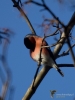 Filename=141_fotowilga~49.JPG
Filesize=229KB
Dimensions=525x700
Date added=Apr 01, 2018 141_fotowilga~49.JPG