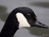 Filename=141_fotowilga~57.JPG
Filesize=201KB
Dimensions=700x525
Date added=May 08, 2019 141_fotowilga~57.JPG