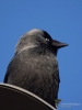 Filename=141_fotowilga~58.JPG
Filesize=208KB
Dimensions=525x700
Date added=May 15, 2019 141_fotowilga~58.JPG