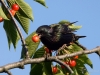 Filename=141_fotowilga~59.JPG
Filesize=302KB
Dimensions=700x525
Date added=Jun 17, 2019 141_fotowilga~59.JPG