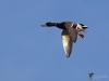 Filename=142_fotowilga~53.JPG
Filesize=168KB
Dimensions=700x525
Date added=Jan 22, 2018 142_fotowilga~53.JPG