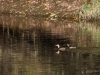 Filename=142_fotowilga~58.JPG
Filesize=374KB
Dimensions=700x525
Date added=Nov 18, 2019 142_fotowilga~58.JPG