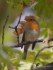 Filename=142_fotowilga~61.JPG
Filesize=262KB
Dimensions=525x700
Date added=Feb 17, 2019 142_fotowilga~61.JPG